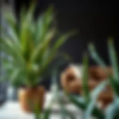 Magnificent Buying Yucca Plants: A Comprehensive Guide Magnificent Buying Yucca Plants: A Comprehensive Guide