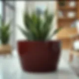 Buying Yucca Plants: A Comprehensive Guide Introduction