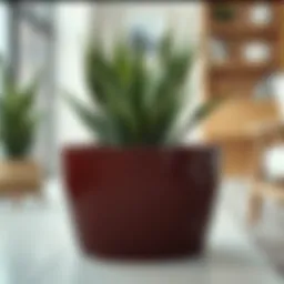 Buying Yucca Plants: A Comprehensive Guide Introduction
