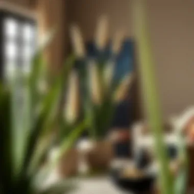Notable Buying Yucca Plants: A Comprehensive Guide