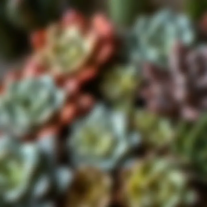 Close-up view of various succulent species highlighting their unique textures and colors