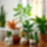 Beautifully arranged indoor plants in unique ceramic pots