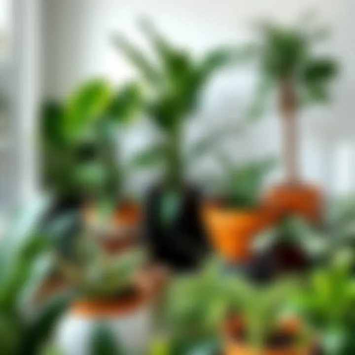 Rare Indoor Plant Varieties to Enrich Your Collection A vibrant display of rare indoor plant varieties