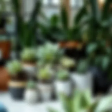 An elegant indoor garden featuring an assortment of large succulents in decorative pots