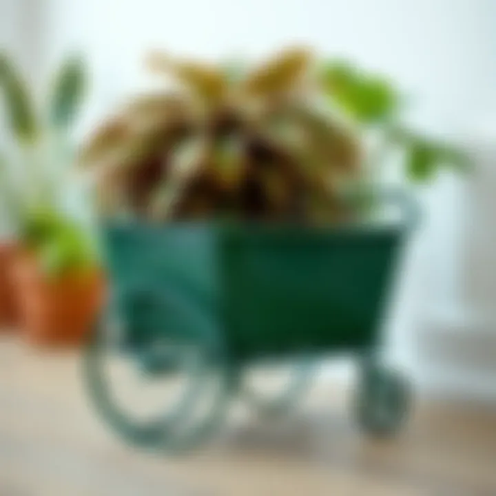 Stylish Wheels for Plant Caddies Stylish wheels enhancing the look of plant caddies