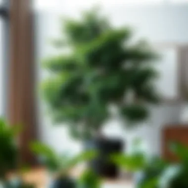 Lush tree thriving in an extra large pot